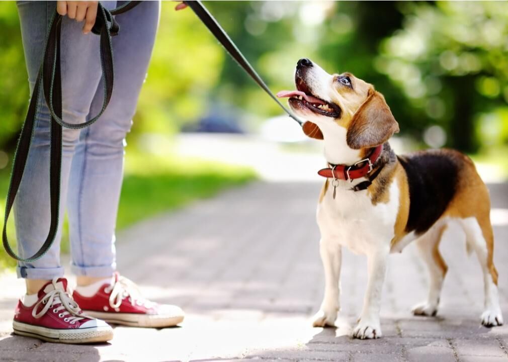 Dog Park Best Practices for New Pet Owners | Pets 43 Dog Park Best Practices for New Dog Owners